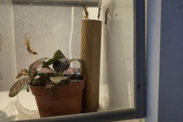 Geckos kaufen und verkaufen Photo: Jungferngeckos zu verkaufen Geckos kaufen und verkaufen Photo: Jungferngeckos zu verkaufen