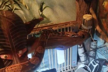 Boas kaufen und verkaufen Foto: 2 Boas in gute Hände zu verkaufen 