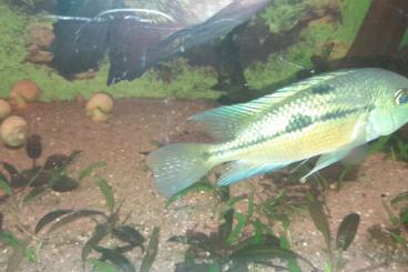 Zierfische kaufen und verkaufen Foto: Nicaraguense Buntbarsch Weibchen Zierfische kaufen und verkaufen Foto: Nicaraguense Buntbarsch Weibchen
