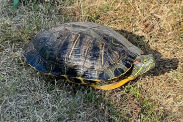 Schildkröten  kaufen und verkaufen Foto: Wasserschildkröte - Teichhaltung und Eignung 