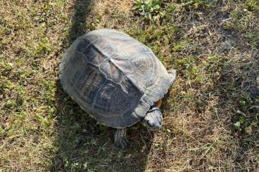 Schildkröten  kaufen und verkaufen Foto: Wasserschildkröte - Teichhaltung und Eignung