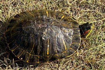 Schildkröten  kaufen und verkaufen Foto: Wasserschildkröte - Teichhaltung und Eignung 