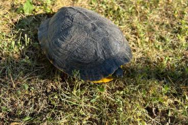 Schildkröten  kaufen und verkaufen Foto: Wasserschildkröte - Teichhaltung und Eignung