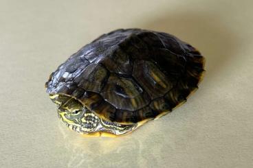 Turtles and Tortoises kaufen und verkaufen Photo: Wasserschildkröte - Größe 5 cm Turtles and Tortoises kaufen und verkaufen Photo: Wasserschildkröte - Größe 5 cm
