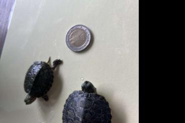 Schildkröten kaufen und verkaufen Foto: Wasserschildkröten - Größe 5 cm Schildkröten kaufen und verkaufen Foto: Wasserschildkröten - Größe 5 cm