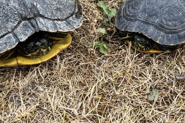 Turtles and Tortoises kaufen und verkaufen Photo: Wasserschildkröten - Teichgeeignet - Teichhaltung 