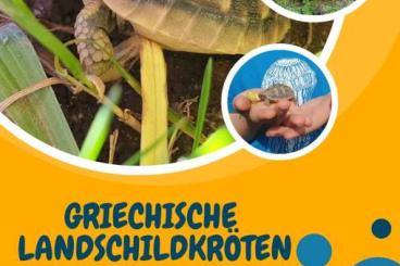 Tortoises kaufen und verkaufen Photo: Griechische Landschildkröten NZ 23 oder 24 suchen sonniges Zuhause