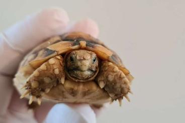Schildkröten  kaufen und verkaufen Foto: Testudo kleinmanni CB 2023