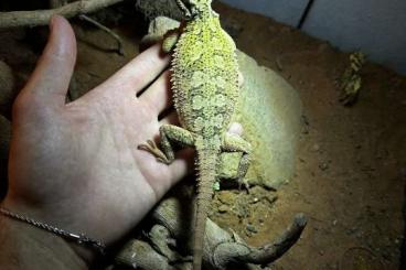 Bearded dragons kaufen und verkaufen Photo: Liebe Zwergbartagame abzugeben Bearded dragons kaufen und verkaufen Photo: Liebe Zwergbartagame abzugeben