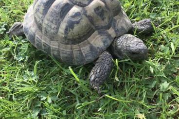 Landschildkröten kaufen und verkaufen Foto: Testudo Hermanni Boettgeri männlich, 25 Jahre