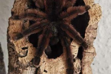 - bird spiders kaufen und verkaufen Photo: Verschiedene Vogelspinnenweibchen
