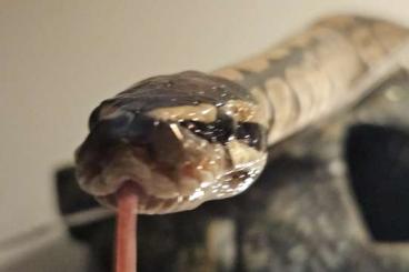 Ball Pythons kaufen und verkaufen Photo: verschiedene Python regius 2.2