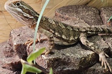 Bearded dragons kaufen und verkaufen Photo: 1.3 Pogona henrylawsoni DNZ 2024 Bearded dragons kaufen und verkaufen Photo: 1.3 Pogona henrylawsoni DNZ 2024