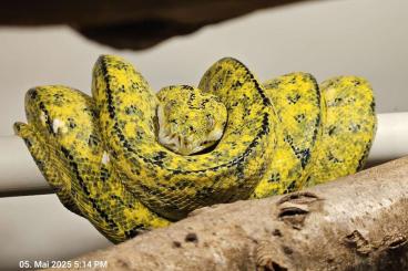 Schlangen kaufen und verkaufen Foto: 1.0 Corpondo Morelia DNZ Schlangen kaufen und verkaufen Foto: 1.0 Corpondo Morelia DNZ