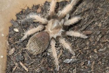 - bird spiders kaufen und verkaufen Photo: Verschiedene Vogelspinnenweibchen - bird spiders kaufen und verkaufen Photo: Verschiedene Vogelspinnenweibchen
