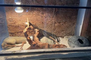 Geckos kaufen und verkaufen Photo: Verkaufe zwei Leopardgeckos