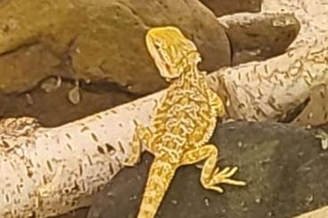 Lizards kaufen und verkaufen Photo: Junge Bartagame zu verkaufen