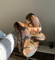 Bild 9/9