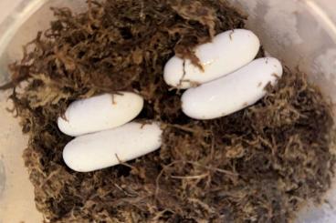 Schlangen kaufen und verkaufen Foto: Oreocryptophis porphyraceus laticinctus