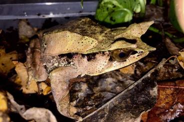 Frösche kaufen und verkaufen Foto: ⚠️ Search ⚠️ XX.XX.XX Megophrys nasuta Frösche kaufen und verkaufen Foto: ⚠️ Search ⚠️ XX.XX.XX Megophrys nasuta