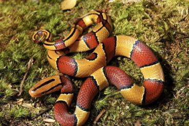 Schlangen kaufen und verkaufen Foto: 0.0.XX Oreocryptophis p. laticinctus Schlangen kaufen und verkaufen Foto: 0.0.XX Oreocryptophis p. laticinctus