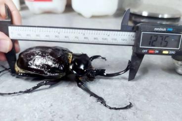 Insekten kaufen und verkaufen Foto: 10er Gruppen L1/L2 Megasoma mars Insekten kaufen und verkaufen Foto: 10er Gruppen L1/L2 Megasoma mars