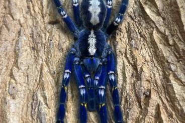 Spiders and Scorpions kaufen und verkaufen Photo: 1.1 Poecilotheria metallica Sub/Sub Pärchen mit Papieren Spiders and Scorpions kaufen und verkaufen Photo: 1.1 Poecilotheria metallica Sub/Sub Pärchen mit Papieren