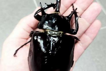 Insekten kaufen und verkaufen Foto: 10 L2 Megasoma mars Larven Insekten kaufen und verkaufen Foto: 10 L2 Megasoma mars Larven
