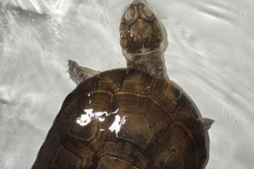 Schildkröten  kaufen und verkaufen Foto: Gebe schweren Herzens meine Wasserschildkröten ab