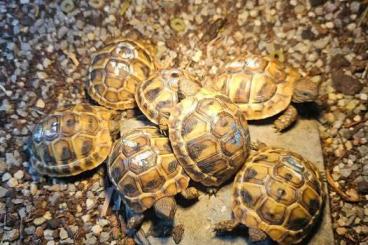 Landschildkröten kaufen und verkaufen Foto: Griechische Landschildkröten THB