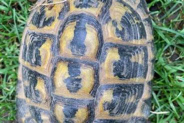 Tortoises kaufen und verkaufen Photo: Testudo hermanni hermanni (kleinbleibende Form - Toskana)