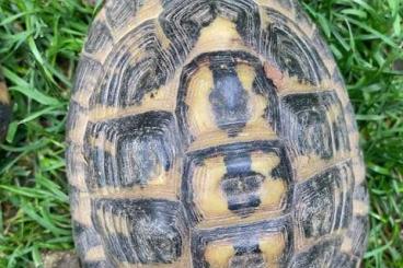 Tortoises kaufen und verkaufen Photo: Testudo hermanni hermanni (kleinbleibende Form - Toskana)
