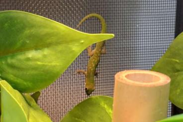 Geckos kaufen und verkaufen Foto: Phelsuma Pasteuri 0.0.2 NZ 2024