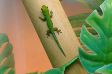 Geckos kaufen und verkaufen Photo: Phelsuma Pasteuri - diverse NZ 2025