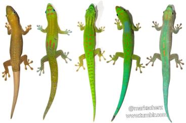 Geckos kaufen und verkaufen Foto: Suche diverse Phelsumenarten