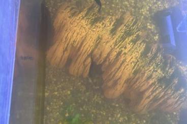 Zierfische kaufen und verkaufen Foto: Ich verschenke meine Fische Zierfische kaufen und verkaufen Foto: Ich verschenke meine Fische
