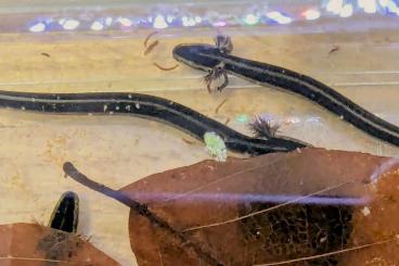 Schwanzlurche kaufen und verkaufen Foto: Biete Pseudobranchus striatus DNZ Schwanzlurche kaufen und verkaufen Foto: Biete Pseudobranchus striatus DNZ