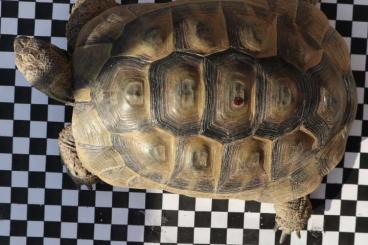 Tortoises kaufen und verkaufen Photo: maurisch Landschildkröte, Testudo graeca