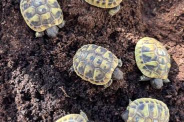 Landschildkröten kaufen und verkaufen Foto: Griechische Landschildkröten Nachzucht 2023 und 2024 Testudo Hermanni