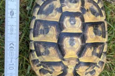 Landschildkröten kaufen und verkaufen Foto: 3 Griechische Landschildkröten Nachzucht aus 2019 männlich
