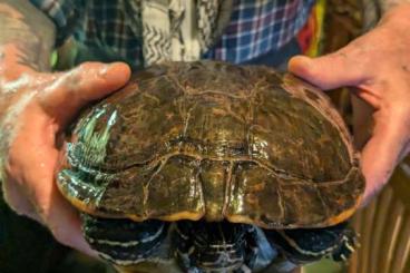 Schildkröten  kaufen und verkaufen Foto: 2 Peninsula-Schmuckschildkröte abzugeben