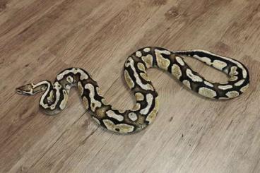 Pythons kaufen und verkaufen Foto: Biete hier einen Python Regius Firefly 