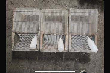 Feeder animals kaufen und verkaufen Photo: Makrolonboxen T4 inkl. Flasche 
