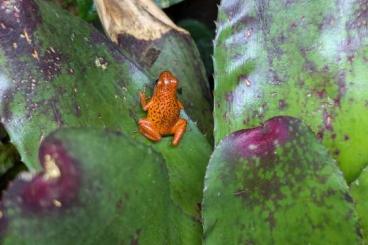 Poison dart frogs kaufen und verkaufen Photo: Oophaga pumilio Bribri 1.0 Poison dart frogs kaufen und verkaufen Photo: Oophaga pumilio Bribri 1.0