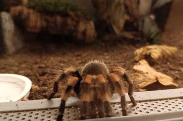 Vogelspinnen kaufen und verkaufen Foto: 1x Brachypelma hamorii 0.1