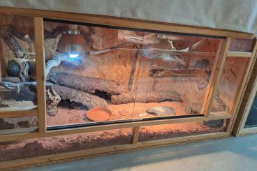 Geckos kaufen und verkaufen Photo: Leopardengeckos Zuchtgruppe