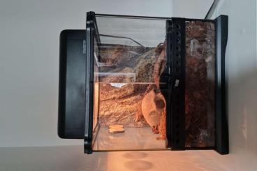 - bird spiders kaufen und verkaufen Photo: RESERVIERT *Grammostola rosea (Rote Chile-Vogelspinne)* RESERVIERT