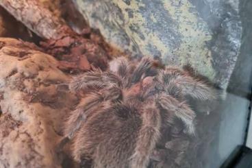 Vogelspinnen kaufen und verkaufen Foto: Grammostola rosea (Rote-Chile Vogelspinne) Vogelspinnen kaufen und verkaufen Foto: Grammostola rosea (Rote-Chile Vogelspinne)