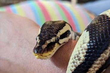 Ball Pythons kaufen und verkaufen Photo: Python Regius 0.1 Pastel (Königspython)