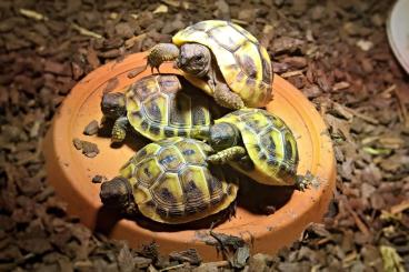 Landschildkröten kaufen und verkaufen Foto: Griechische Landschildkröten 